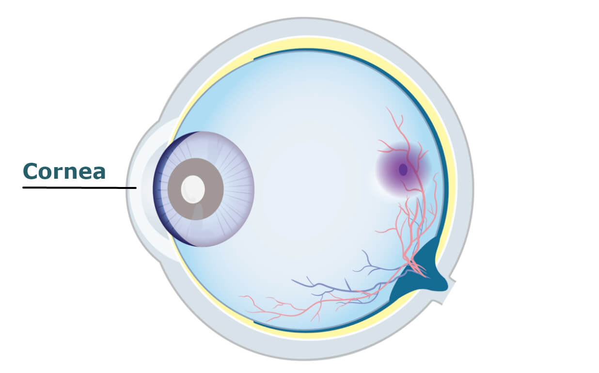 Diagram of a human eye with the cornea labelled