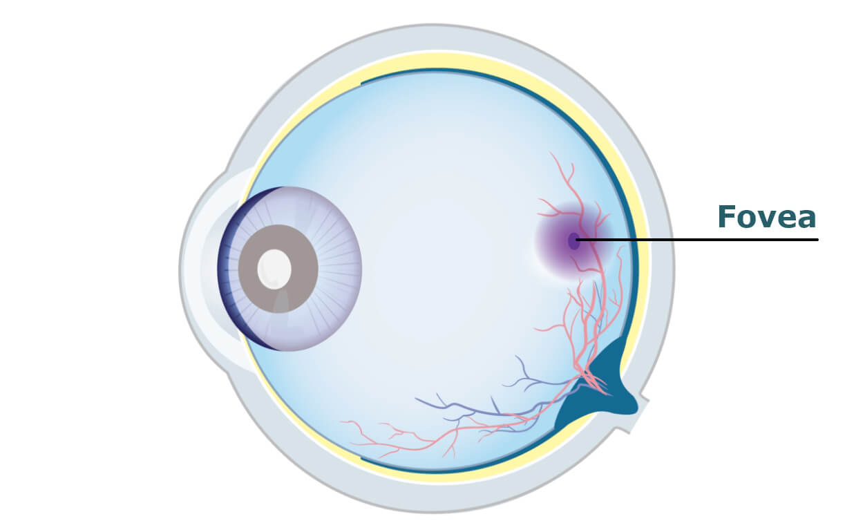 Diagram of a human eye with the fovea labelled