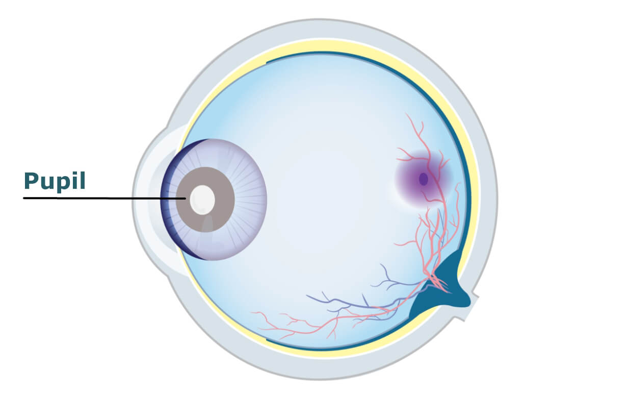 Diagram of a human eye with the pupil labelled